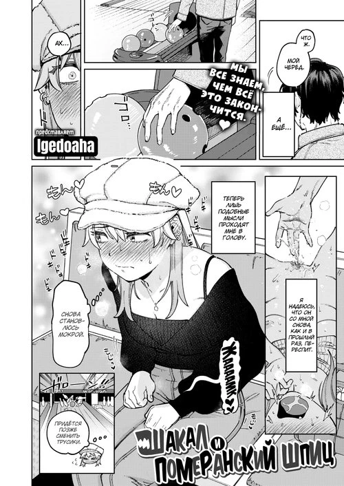 Шакал и померанский шпиц